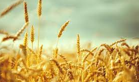 Küresel buğday stokları alarm veriyor