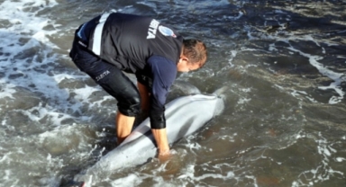 Bodrum'da kıyıya vuran yunus 'intihar etti'