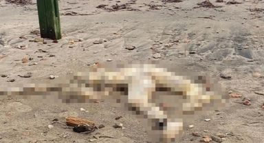 Bodrum sahilinde başı olmayan erkek cesedi bulundu