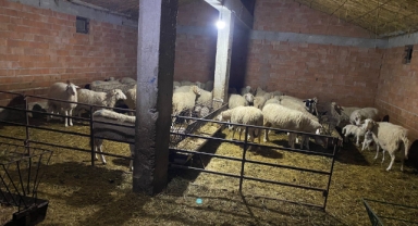 Çoban 70’e yakın hayvanı çaldı