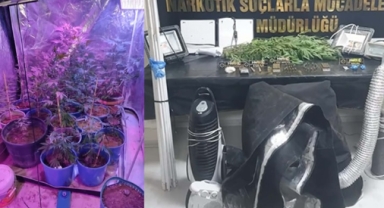 Evin bir odasını seraya çevirip Hint keneviri yetiştirdiler