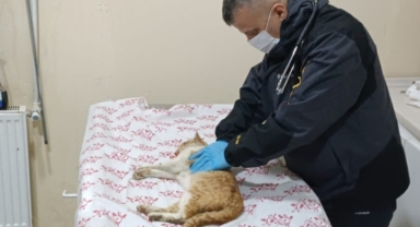 Merdiven boşluğuna düşen kedi kurtarıldı