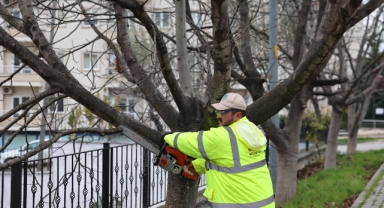 NİLÜFER AĞAÇ DALLARI GÜBREYE DÖNÜŞÜYOR