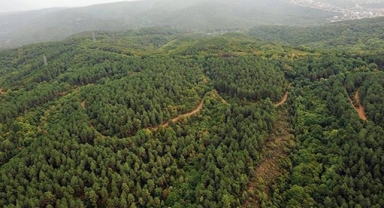 Ormanları yok eden karar