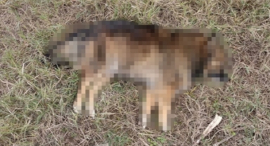 10 köpeği ilaçla uyutup araziye attılar