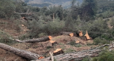 Aydın'da ağaç katliamı