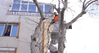 Bandırma Belediyesi Ağaçlarının Sağlığını Koruyor