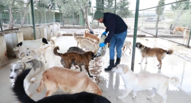 BURHANİYE BELEDİYESİ CAN DOSTLARINA GÖZÜ GİBİ BAKIYOR