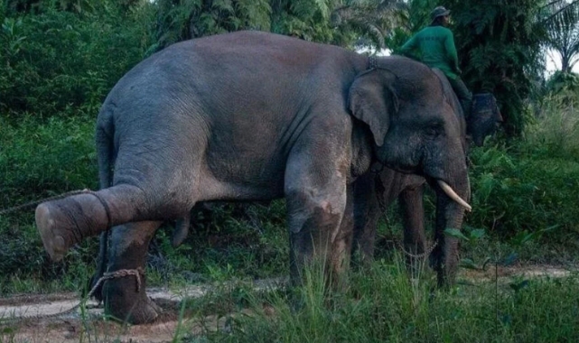 Dilendirilen fil sahibini ezerek öldürdü
