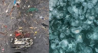 Marmara Denizi'nde denizanası işgali