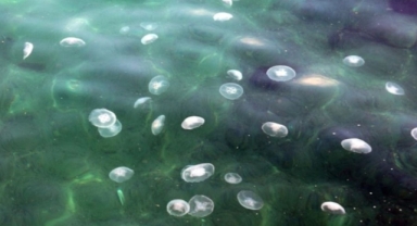 Marmara Denizi'nde denizanası istilası