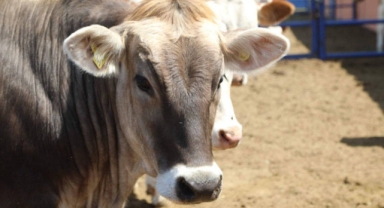 Tarım ve hayvancılık bitme noktasında 