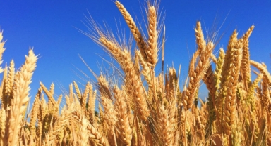 Türkiye'den buğday ithalatında yeni rekor