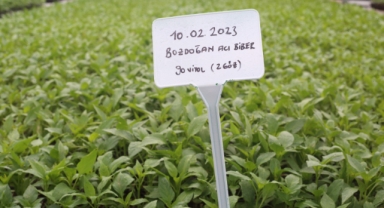 Aydın Büyükşehir Belediye Başkanı Özlem Çerçioğlu Ata Tohumları Projesinin Kapasitesini Yıllık 10 Milyon Fideye Çıkarıyor