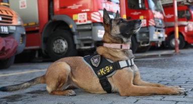 Aydın Büyükşehir Belediyesi’nin başarılı arama-kurtarma köpeği “Zeyna”