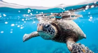 Deniz kaplumbağası sonları oldu