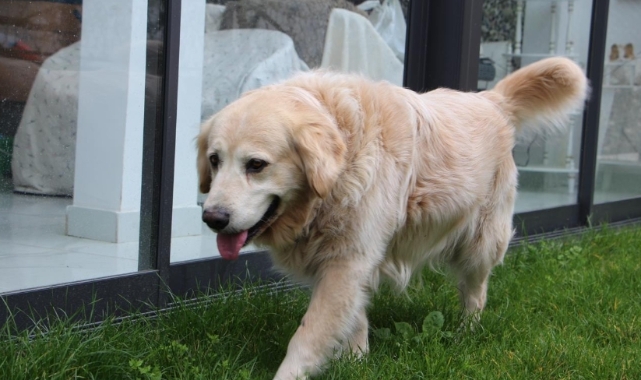 Köpeğin doktora havlaması sahibine pahalıya patladı