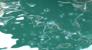 Marmara Denizi için müsilaj uyarısı