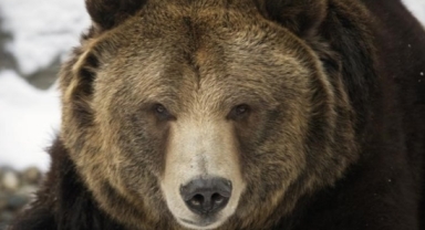 'Öfkeli' ayı 5 kişiyi yaraladı