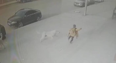 Sokak köpekleri okuldan dönüş yolunda saldırdı