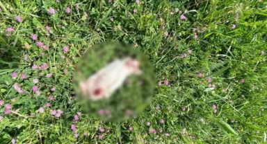 7 kedi parçalanarak öldürülmüş halde bulundu