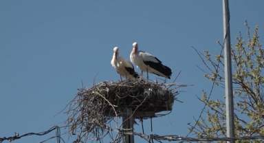 Büyükçekmece’nin sevimli leylekleri bu sene de geldi