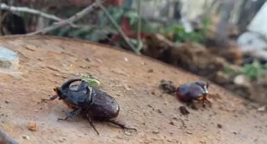 Dünyanın en güçlü böceği Yüksekova’da görüldü