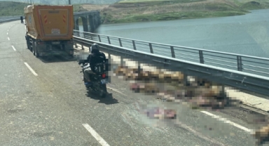 Hafriyat kamyonu sürünün arasında daldı