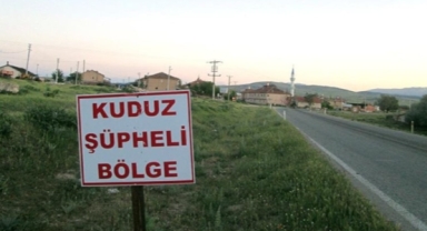 Hatay'da kuduz paniği