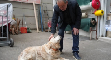 Havlayan köpeğe rekor tazminat