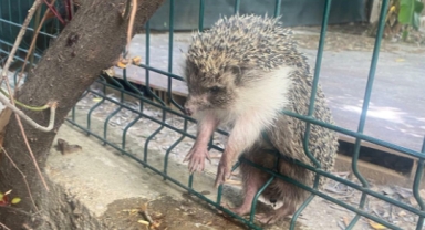 İzmir'de yürek ısıtan kurtarma