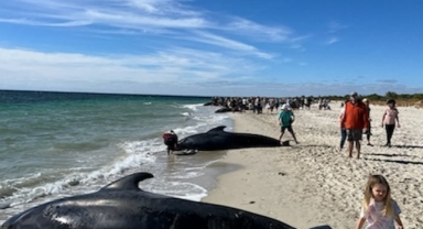 Onlarca balina kıyıya vurdu