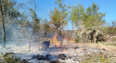 Sinop'ta orman yangını