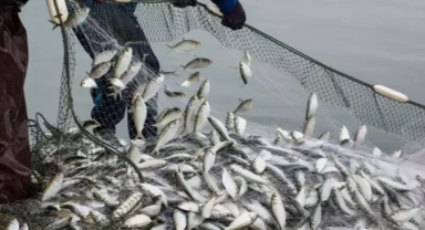 Su ürünleri ihracatı zirve yaptı