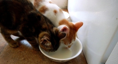 ABD’de kuş gribi alarmı