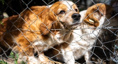 AKP'den sokak köpekleriyle ilgili 'uyutma' açıklaması