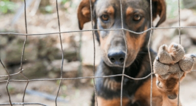 AKP'nin sokak hayvanları düzenlemesi Meclis'e geldi