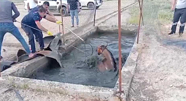 Batman'da atık petrol kuyusuna at düştü