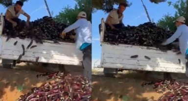 Bir kamyon patlıcanı çöpe döktü