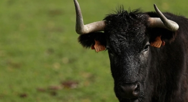 Boğa saldırısına uğrayan kişi öldü