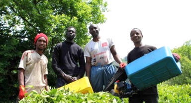 Çay toplayan Senegalli işçiler sınır dışı edilecek