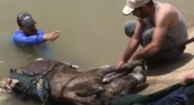 Çoban ve eşeği sulama kanalına düştü