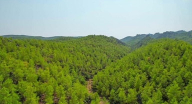 İzmir'de ormanlara giriş yasaklandı