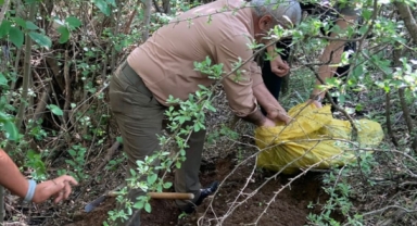Kaçak salep soğanı topladılar