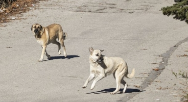 Köpek saldırısına uğrayan çocuklar yaralandı