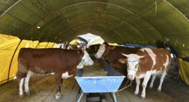 Kurbanlık satışları başladı