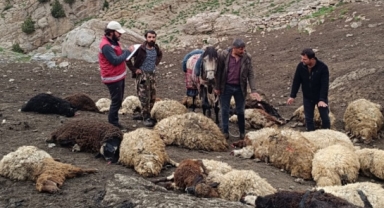 Kurtlar sürüye daldı