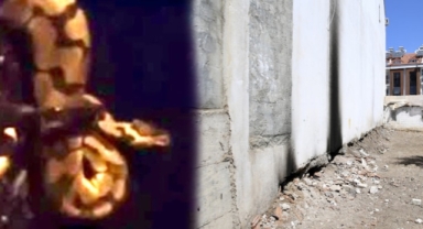 Mahalleli piton avında 