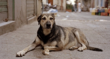 Sokak köpekleri düzenlemesinde neler var?