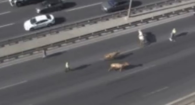 TEM Otoyolu'na giren inekler trafiği altüst etti